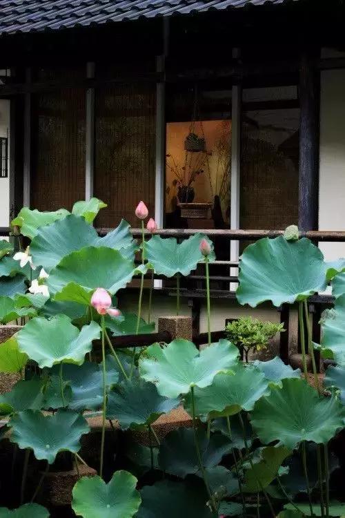 這樣的院子，只有中國人駕馭得了它,！