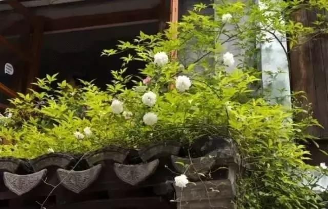 這樣的院子,，只有中國人駕馭得了它,！